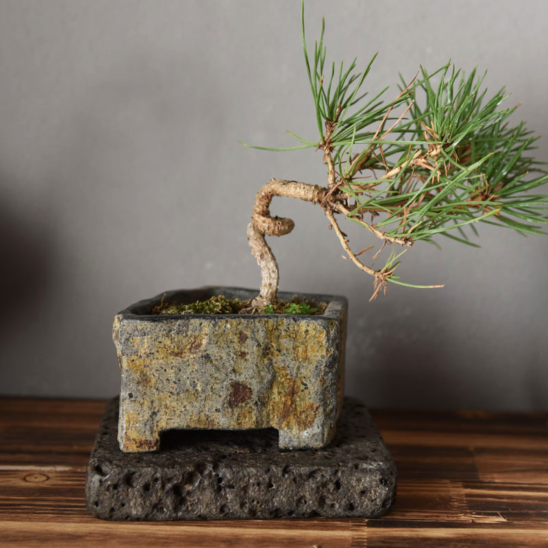 Basalt Natural Stone Flower Po - Bonsai Garden Chinese Garden 评论和价格