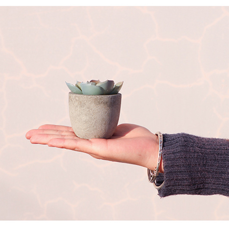 Mini Artificial Aloe Plants Bo - Bonsai Garden Sushi 评论和价格